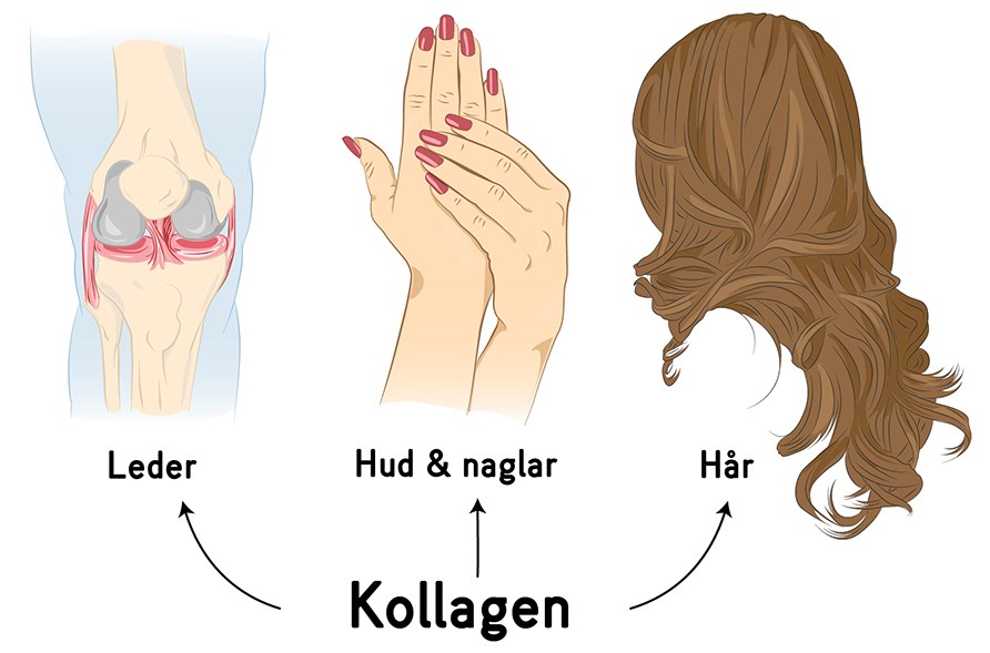 Boost indersiden med kollagen for strke led og negle, bld hud og smukt hr.